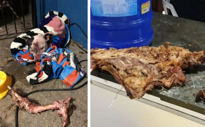 Delegado explica imagens chocantes de carne de cachorro que teriam