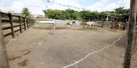 Mais de mil animais foram resgatados das ruas de Aracaju em 2021