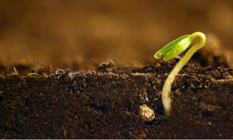 Pesquisadores plantam sementes de 2 mil anos: Eis o resultado