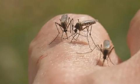 Tecnologia para captura de mosquitos é licenciada para produção nacional